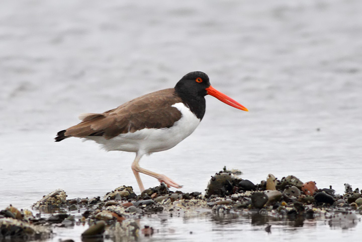 American Oystercatcher