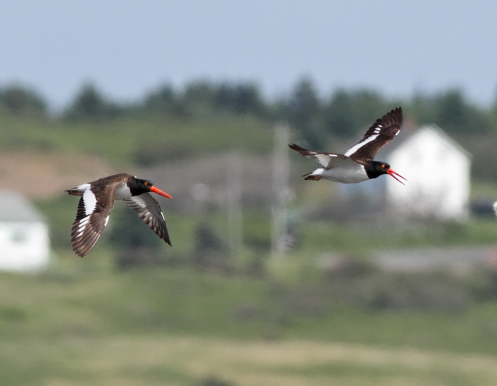 American Oystercatcher