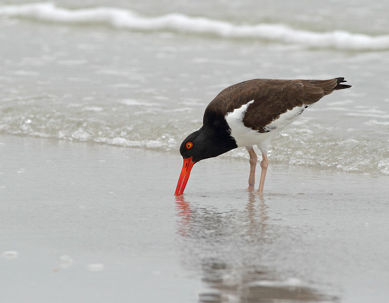 American Oystercatcher
