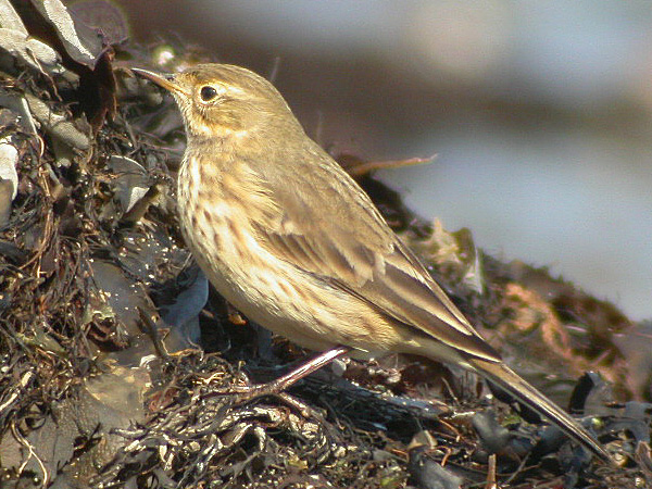 American Pipit
