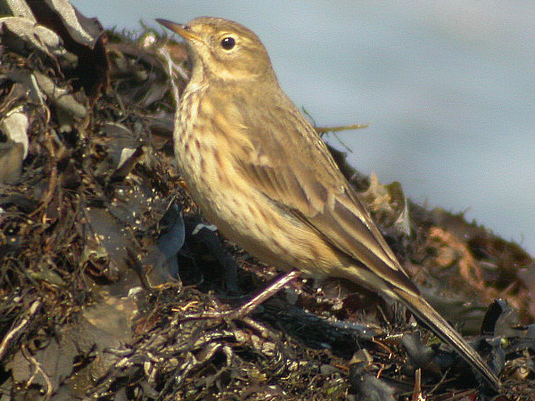 American Pipit