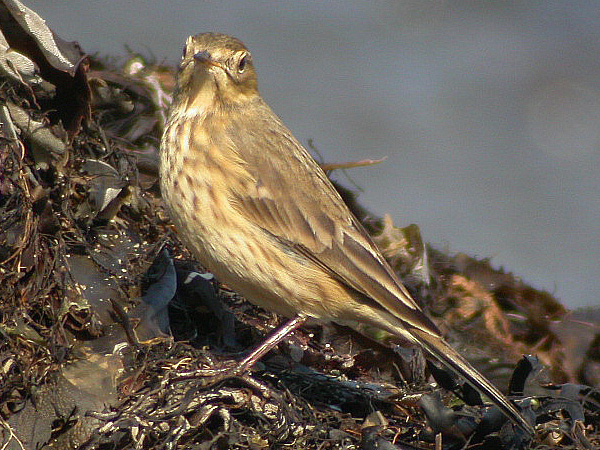 American Pipit