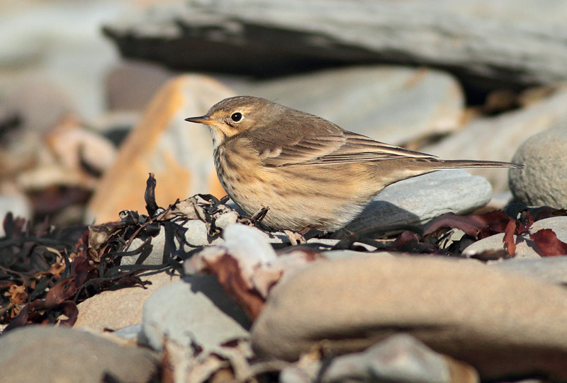 American Pipit