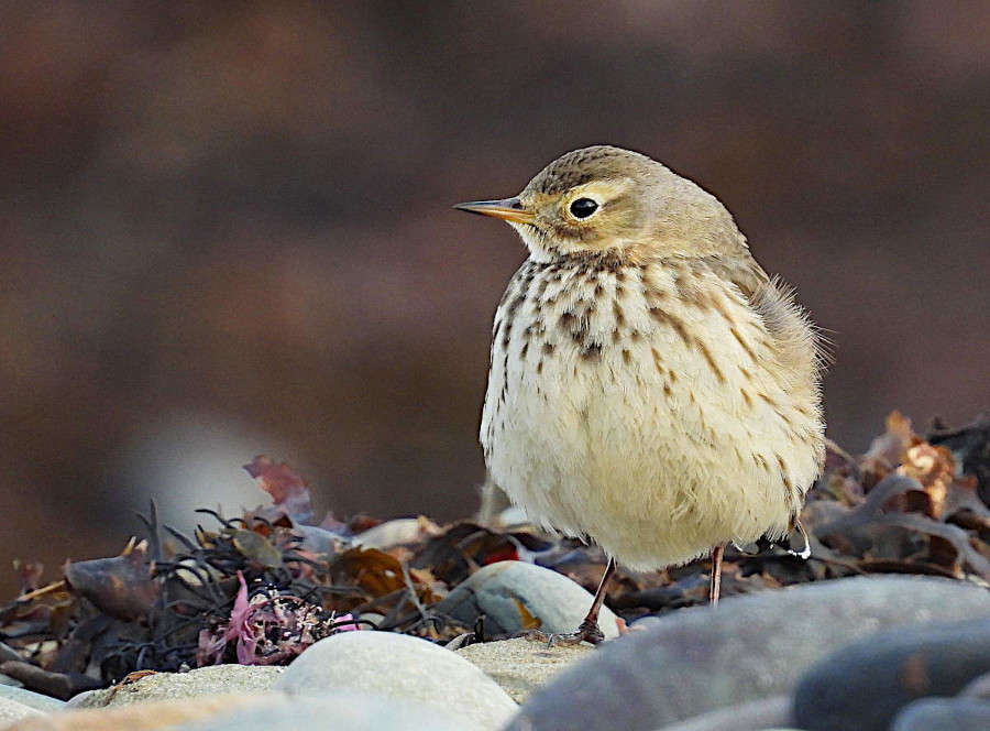 American Pipit