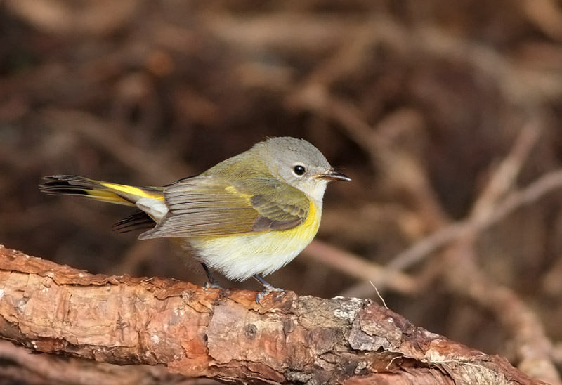 American Redstart