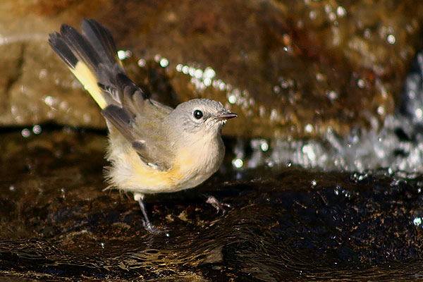 American Redstart
