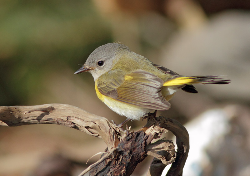 American Redstart