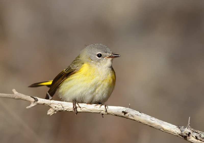 American Redstart