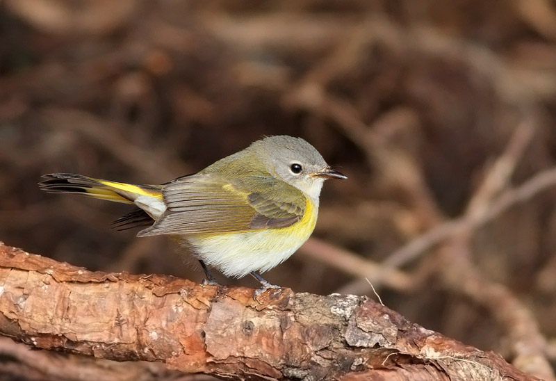 American Redstart