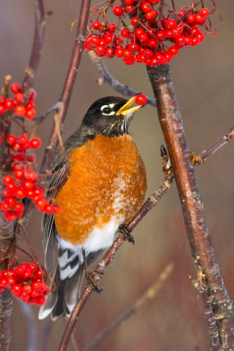 American Robin