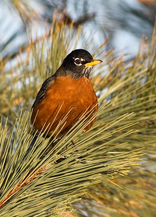 American Robin