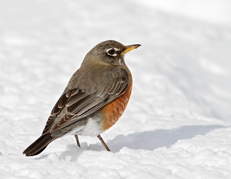 American Robin