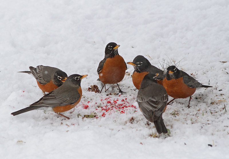 American Robin