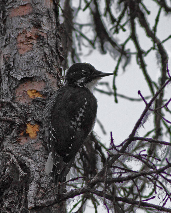 American Tree-toed Woodpecker