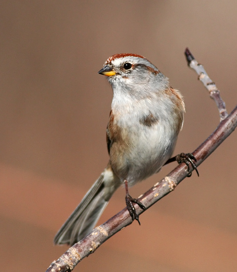 American Tree Sparrow