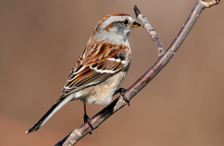 American Tree Sparrow