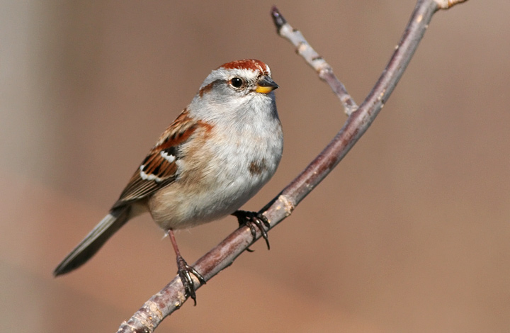 American Tree Sparrow