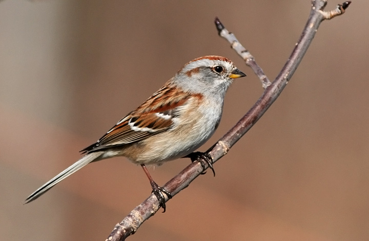 American Tree Sparrow