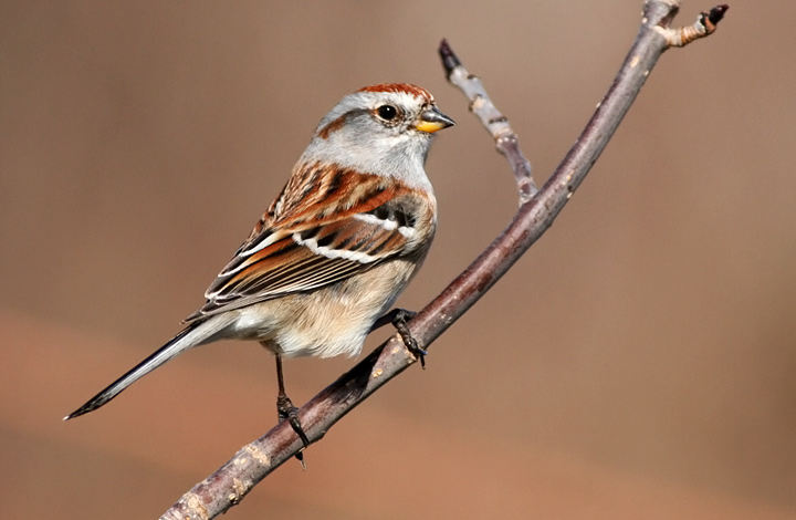 American Tree Sparrow