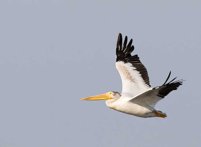 American White Pelican