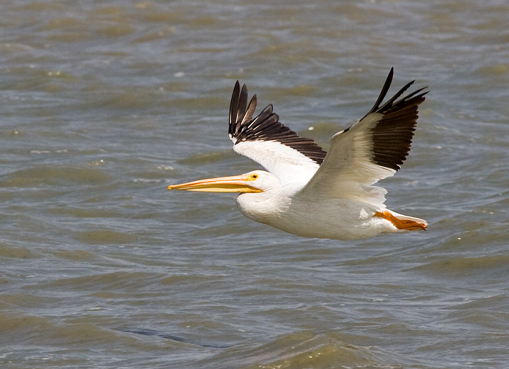 American White Pelican