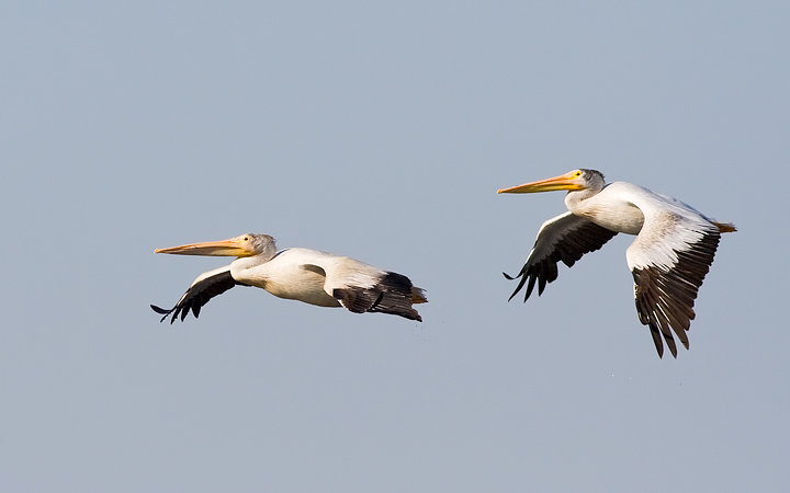 American White Pelican
