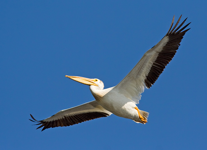 American White Pelican 