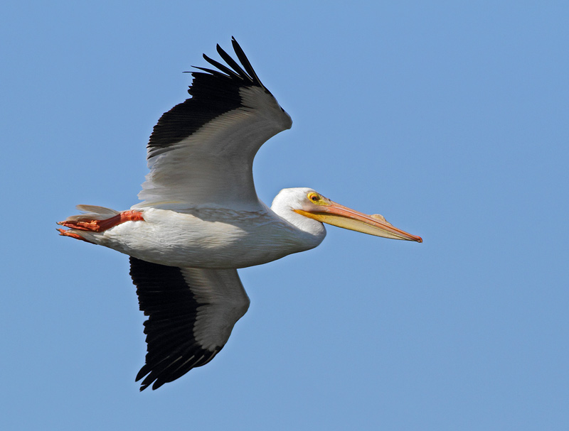 American White Pelican