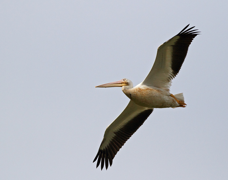American White Pelican