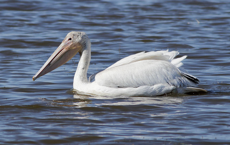 American White Pelican