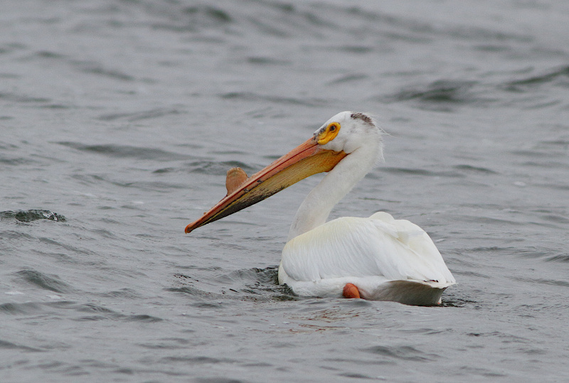 American White Pelican