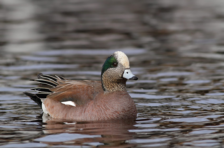 American Wigeon