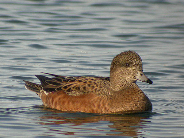 American Wigeon