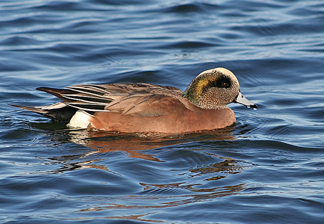 American Wigeon