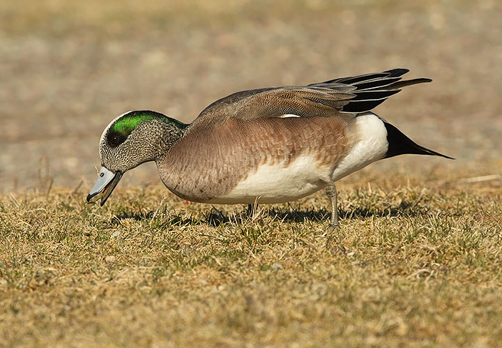 American Wigeon