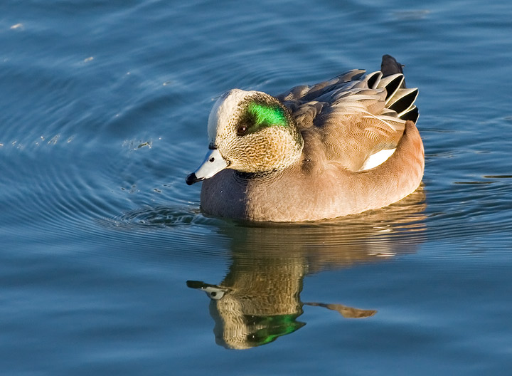 American Wigeon