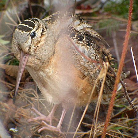 American Woodcock