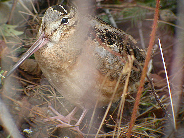 American Woodcock