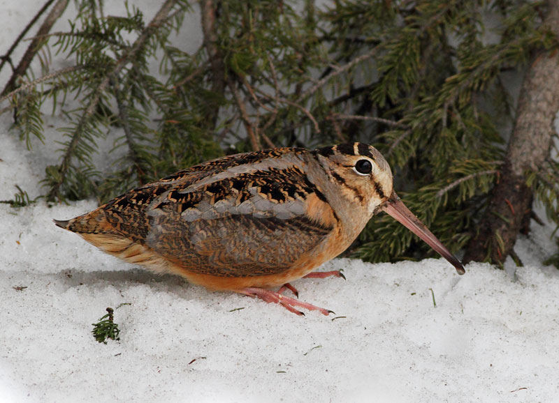 American Woodcock