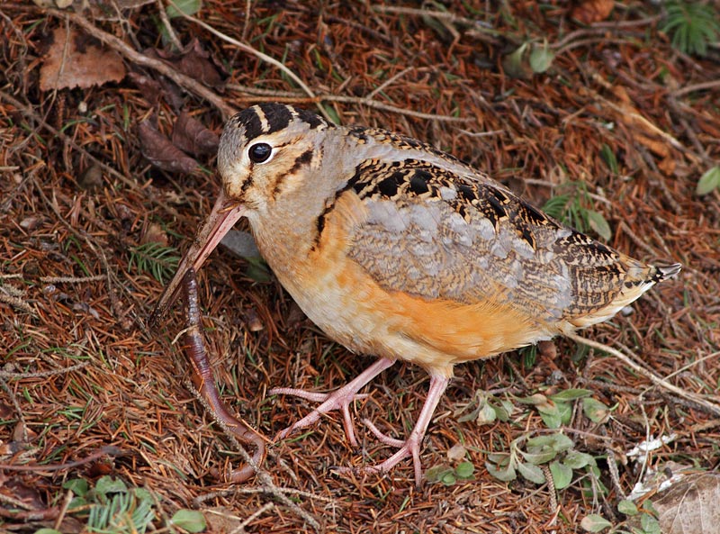 American Woodcock