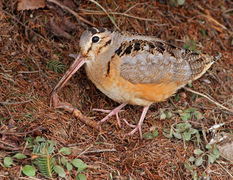 American Woodcock