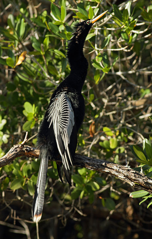 Anhinga