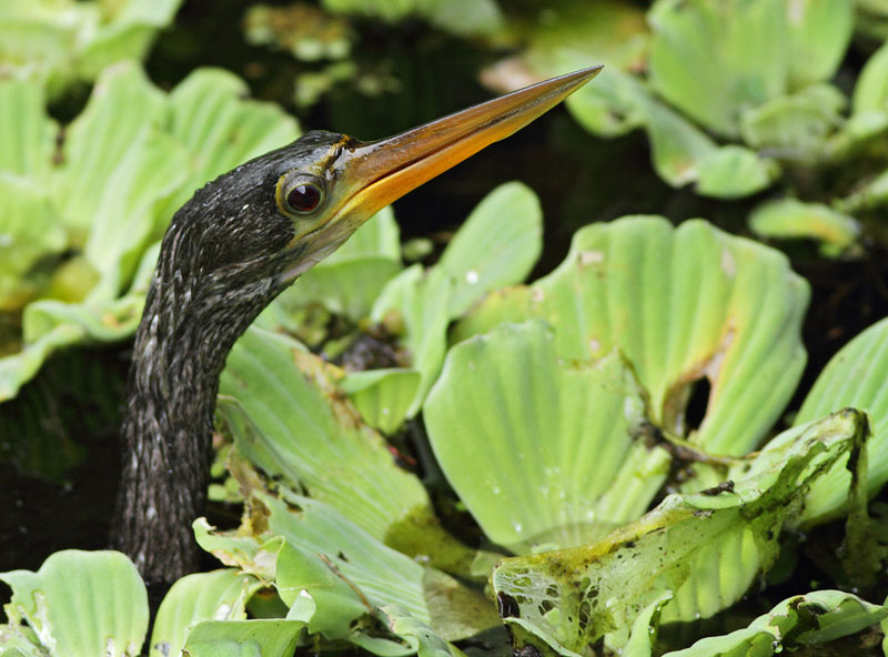 Anhinga