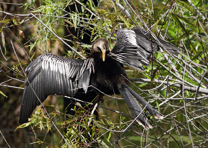 Anhinga