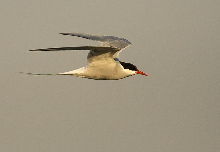 Arctic Tern