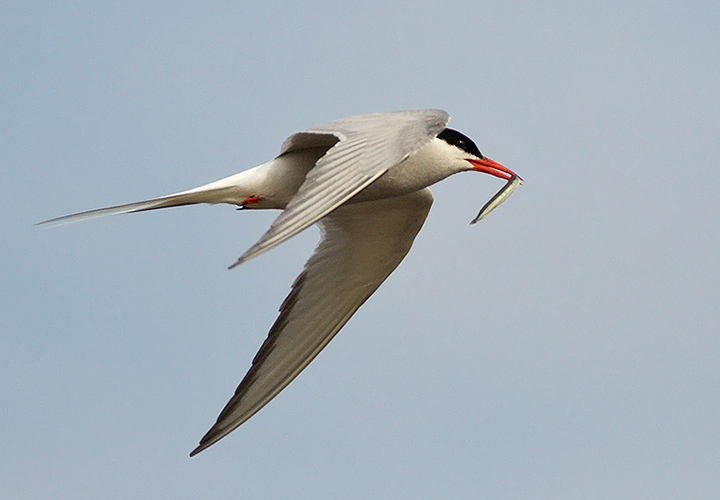 Arctic Tern