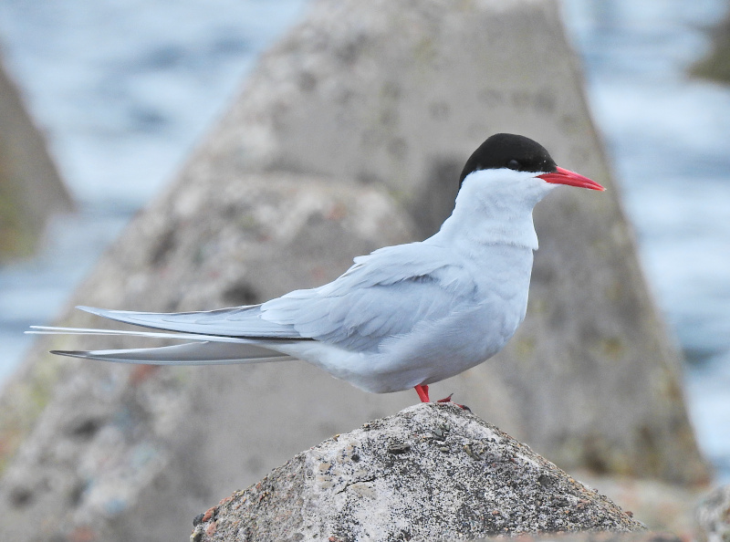 Arctic Tern