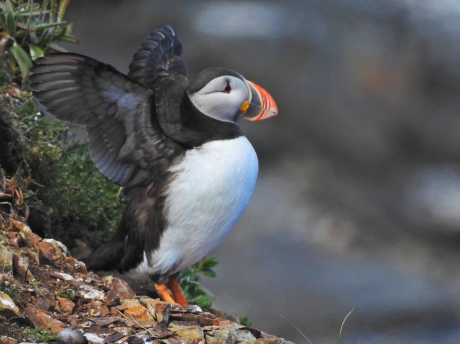 Atlantic Puffin