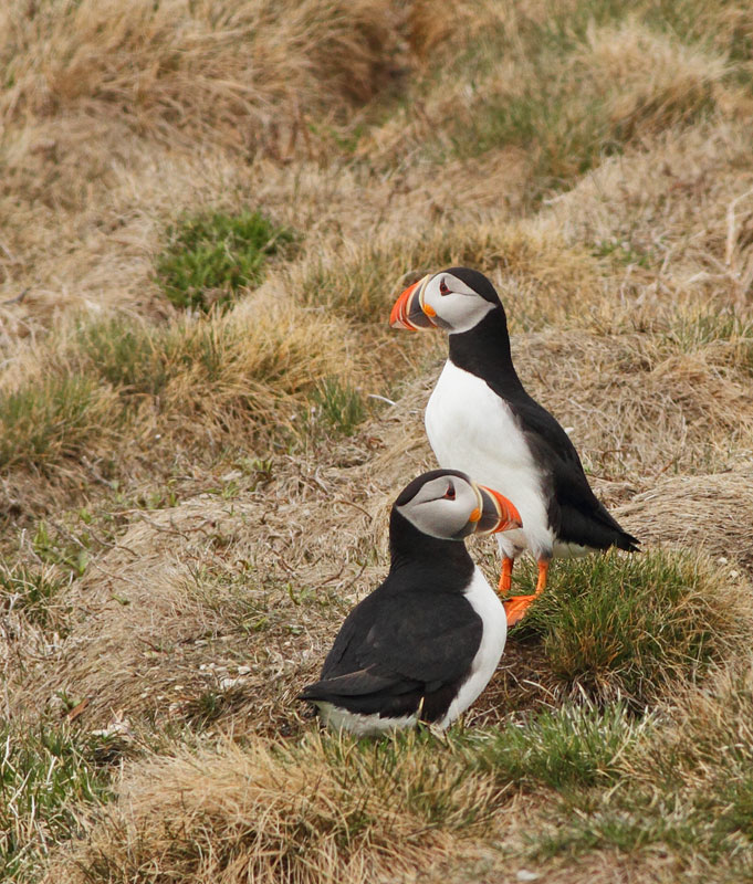 Atlantic Puffin
