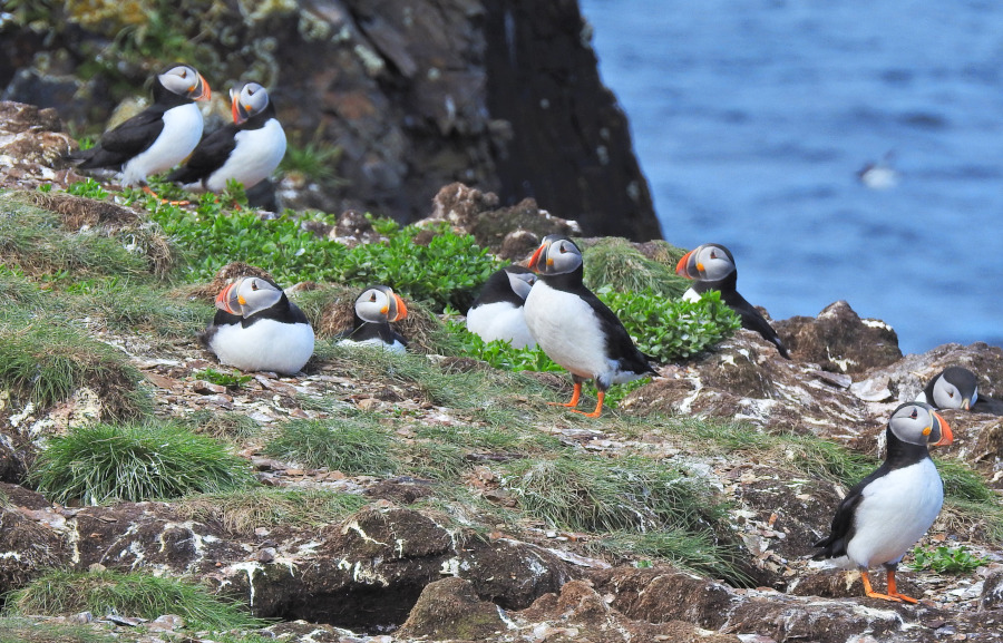 Atlantic Puffin
